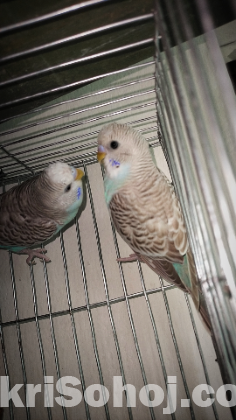 Ring eyes budgies